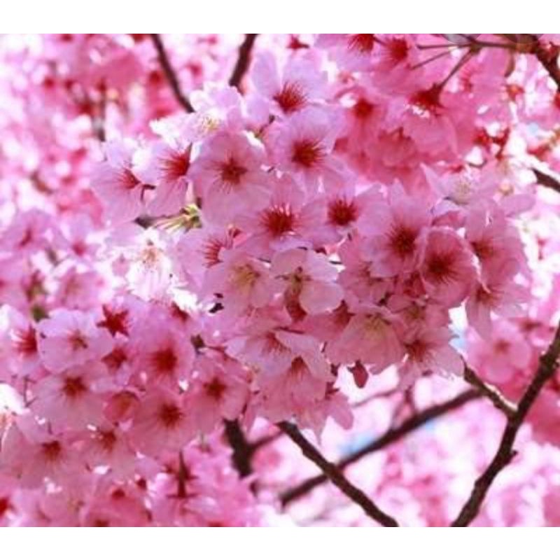 Detail Gambar Bunga Sakura Berwarna Nomer 2