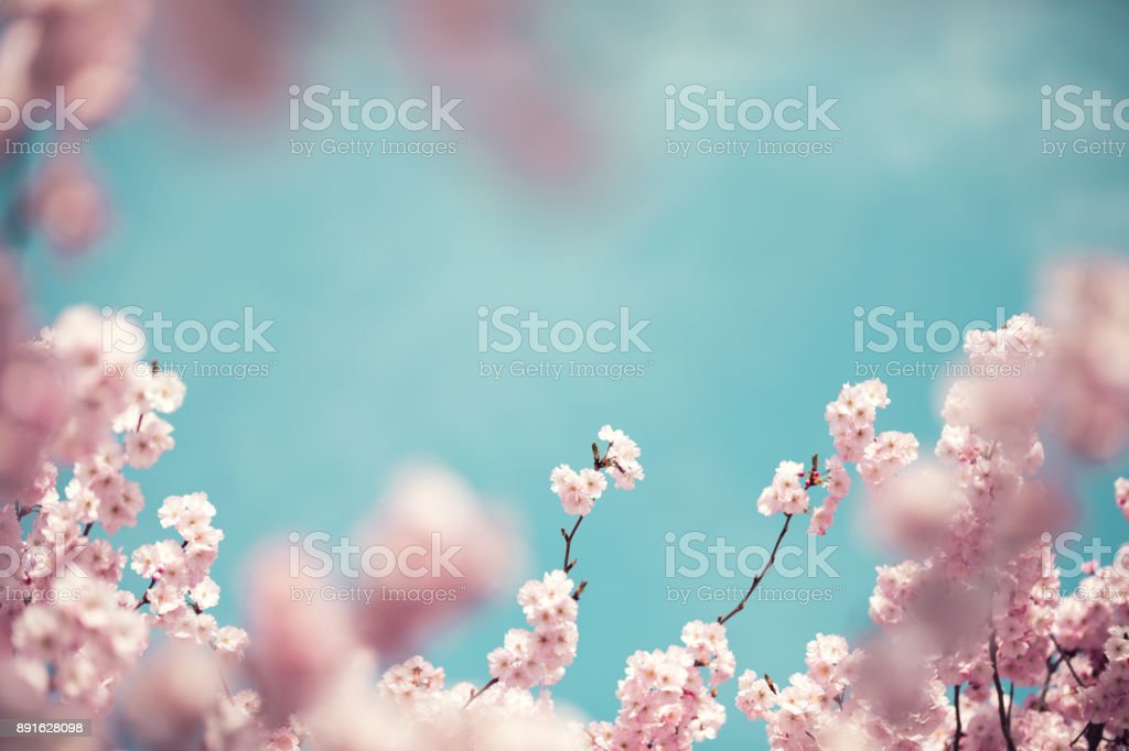 Detail Gambar Bunga Sakura Berwarna Nomer 46