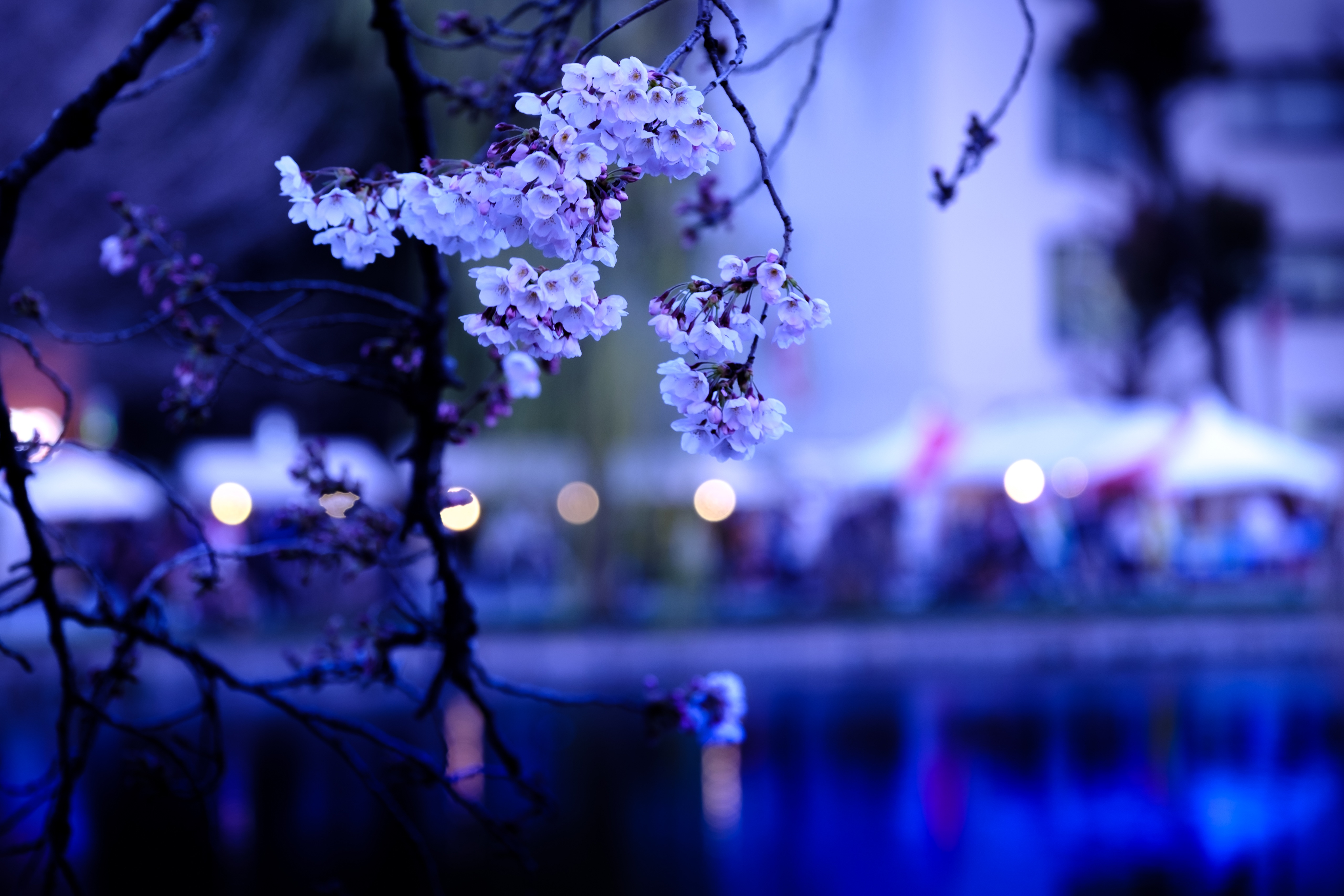 Detail Gambar Bunga Sakura Biru Nomer 2