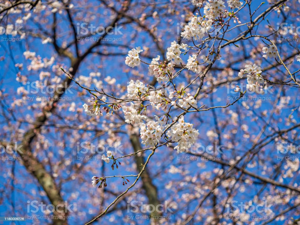 Detail Gambar Bunga Sakura Biru Nomer 13