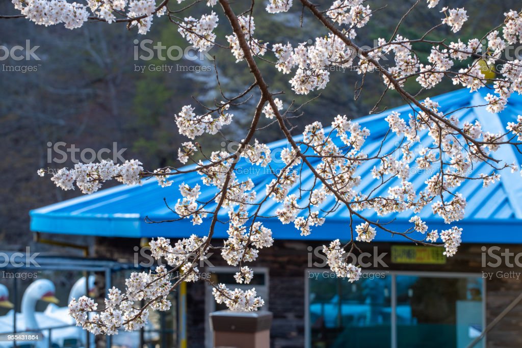 Detail Gambar Bunga Sakura Biru Nomer 14