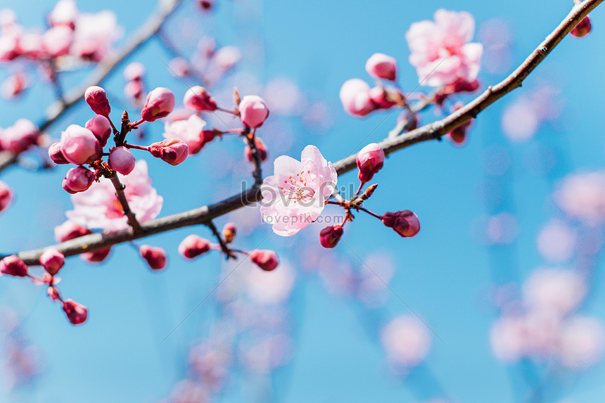 Detail Gambar Bunga Sakura Biru Nomer 17