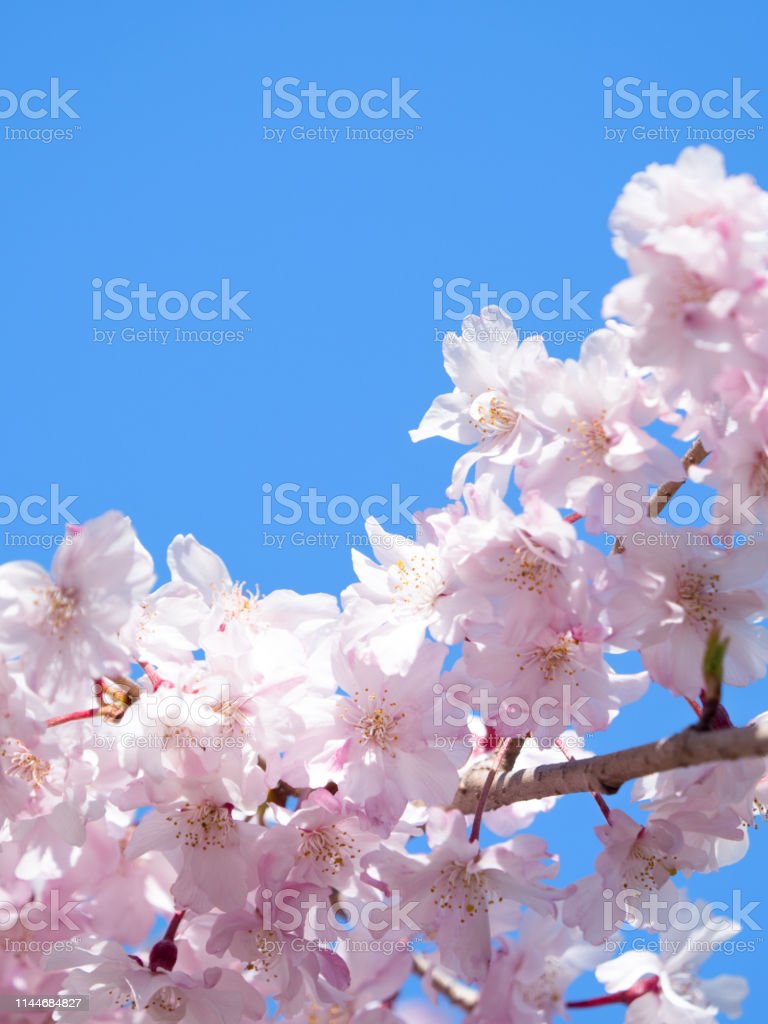 Detail Gambar Bunga Sakura Biru Nomer 24