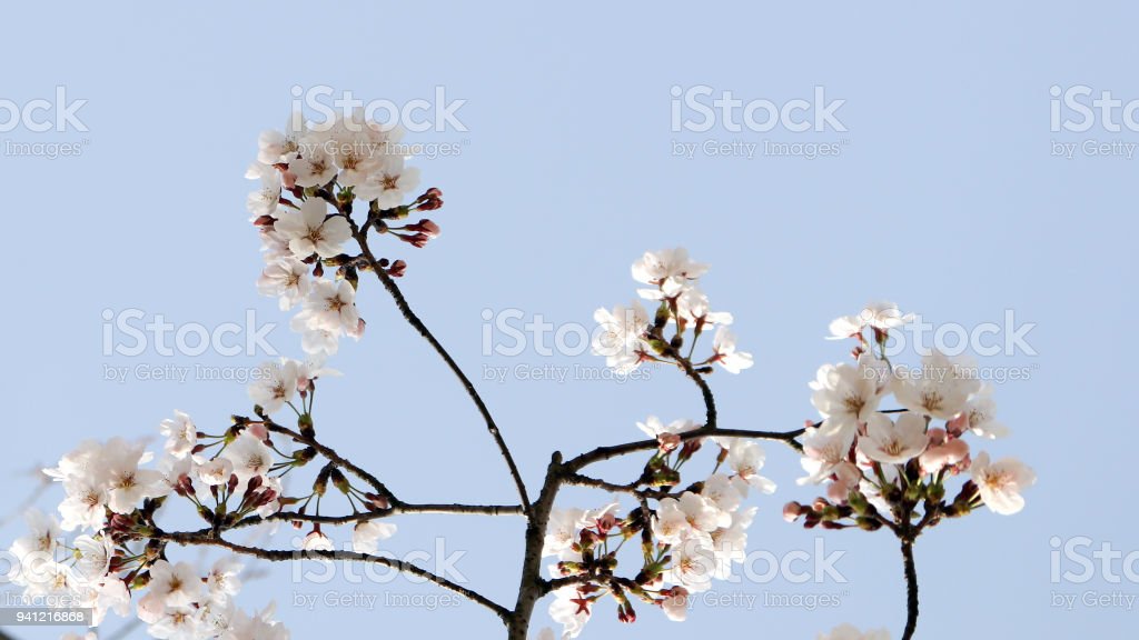 Detail Gambar Bunga Sakura Biru Nomer 32