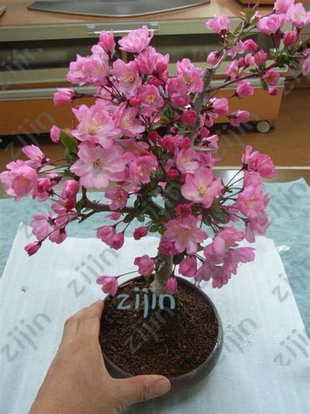 Detail Gambar Bunga Sakura Dalam Pot Nomer 52