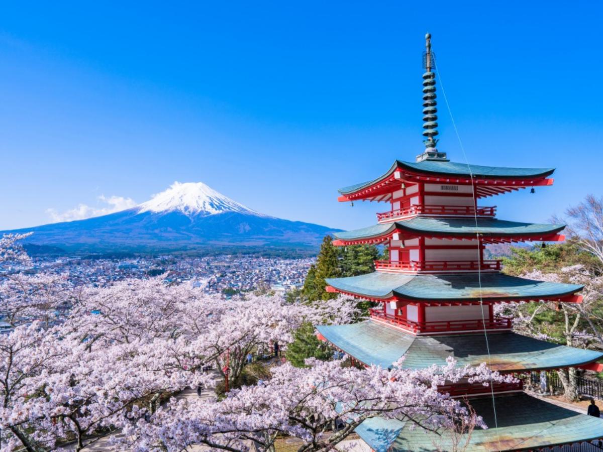 Download Gambar Bunga Sakura Dan Gunung Fuji Nomer 15