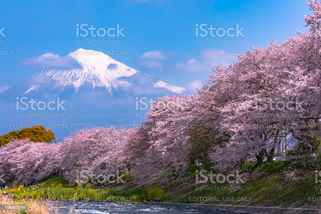 Detail Gambar Bunga Sakura Dan Gunung Fuji Nomer 16