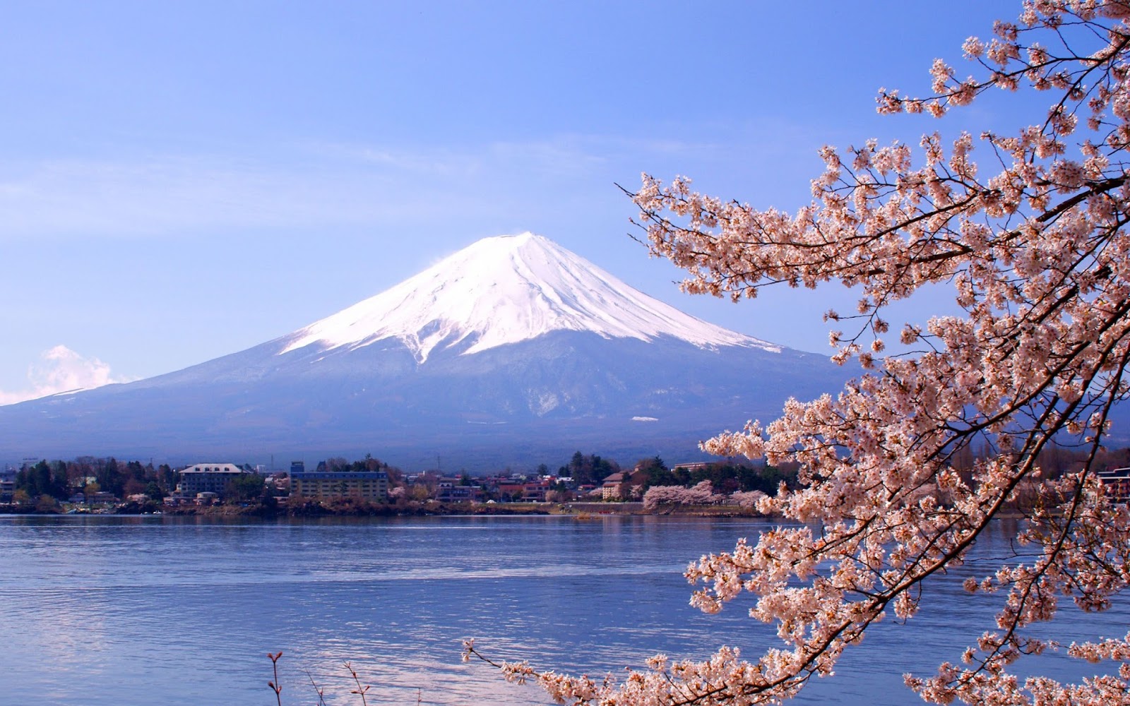 Detail Gambar Bunga Sakura Dan Gunung Fuji Nomer 25