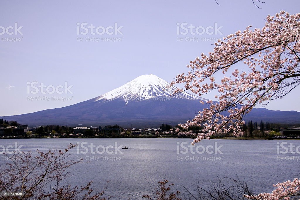 Detail Gambar Bunga Sakura Dan Gunung Fuji Nomer 28