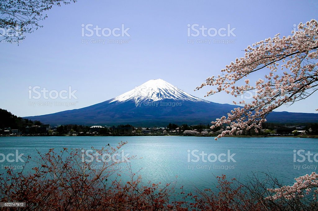 Detail Gambar Bunga Sakura Dan Gunung Fuji Nomer 29