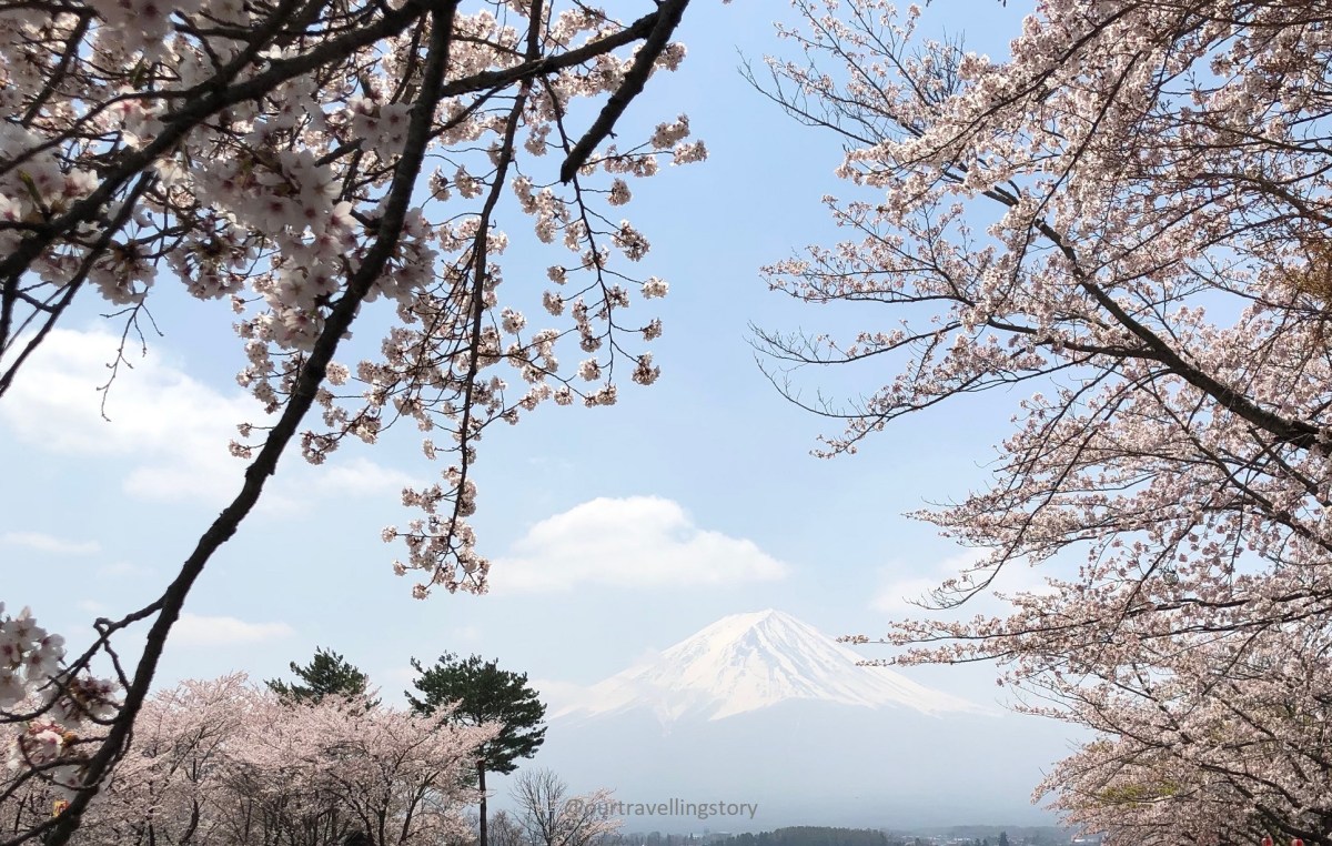 Detail Gambar Bunga Sakura Dan Gunung Fuji Nomer 38