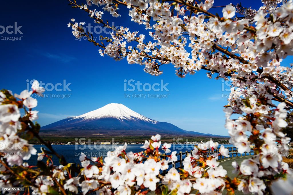 Detail Gambar Bunga Sakura Dan Gunung Fuji Nomer 39