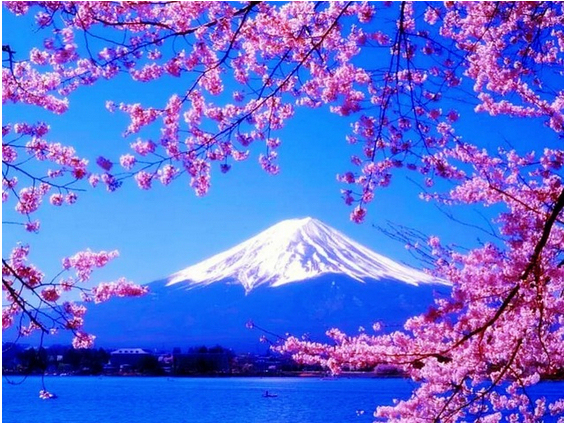Detail Gambar Bunga Sakura Dan Gunung Fuji Nomer 45