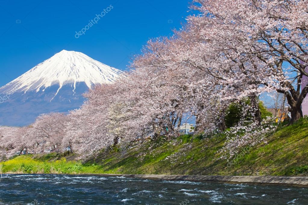 Detail Gambar Bunga Sakura Dan Gunung Fuji Nomer 54