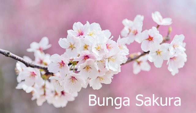 Detail Gambar Bunga Sakura Dan Kata Kata Nomer 10