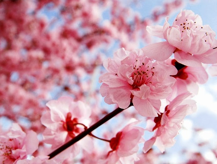 Detail Gambar Bunga Sakura Dan Kata Kata Nomer 22