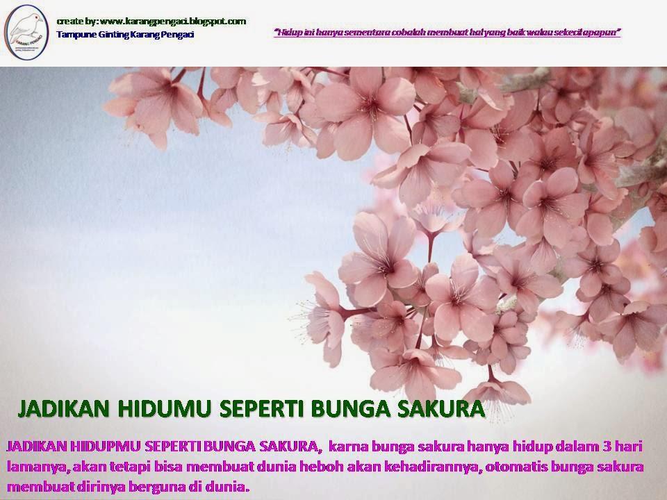 Detail Gambar Bunga Sakura Dan Kata Kata Nomer 6