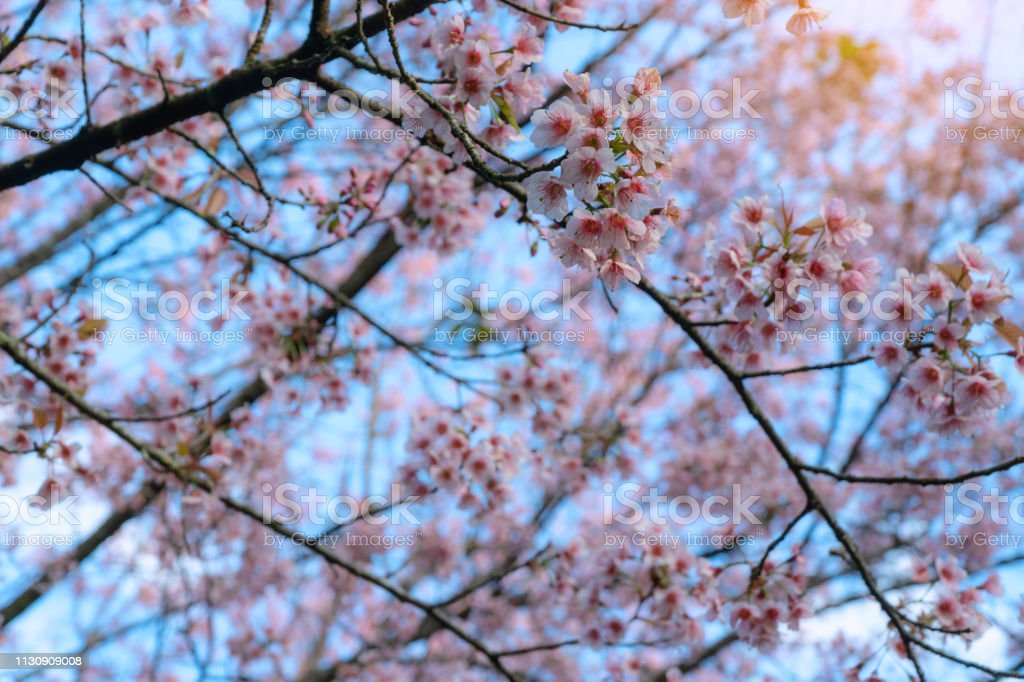 Detail Gambar Bunga Sakura Dan Matahari Nomer 13