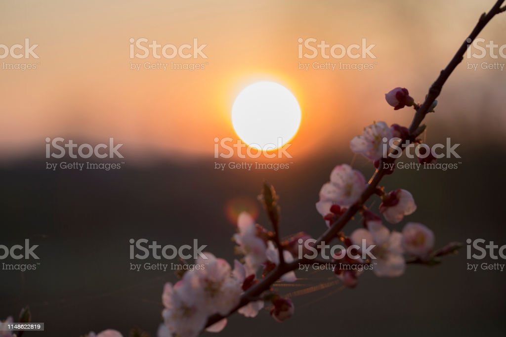 Detail Gambar Bunga Sakura Dan Matahari Nomer 28