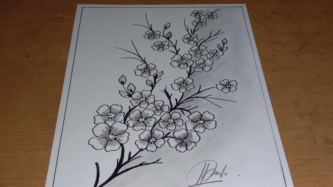 Detail Gambar Bunga Sakura Dengan Pensil Nomer 2