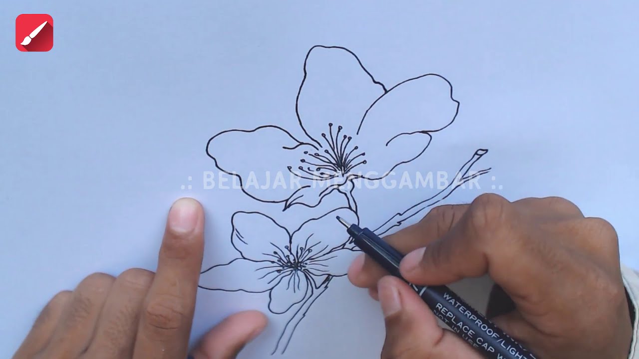 Detail Gambar Bunga Sakura Dengan Pensil Nomer 16