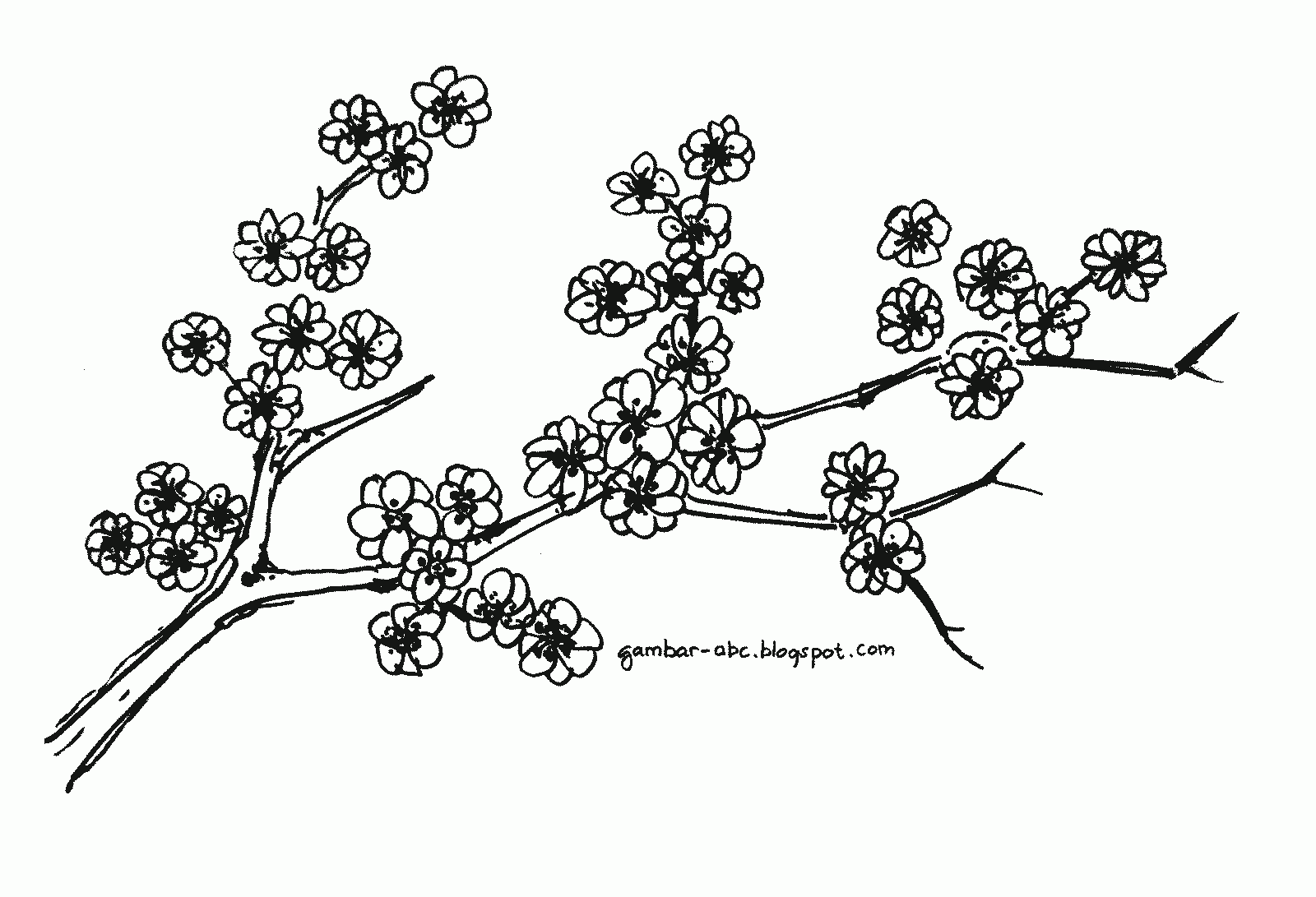 Detail Gambar Bunga Sakura Dengan Pensil Nomer 29