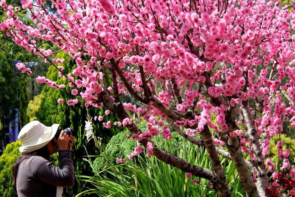 Detail Gambar Bunga Sakura Di Indonesia Nomer 11