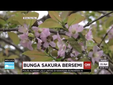 Detail Gambar Bunga Sakura Di Indonesia Nomer 18