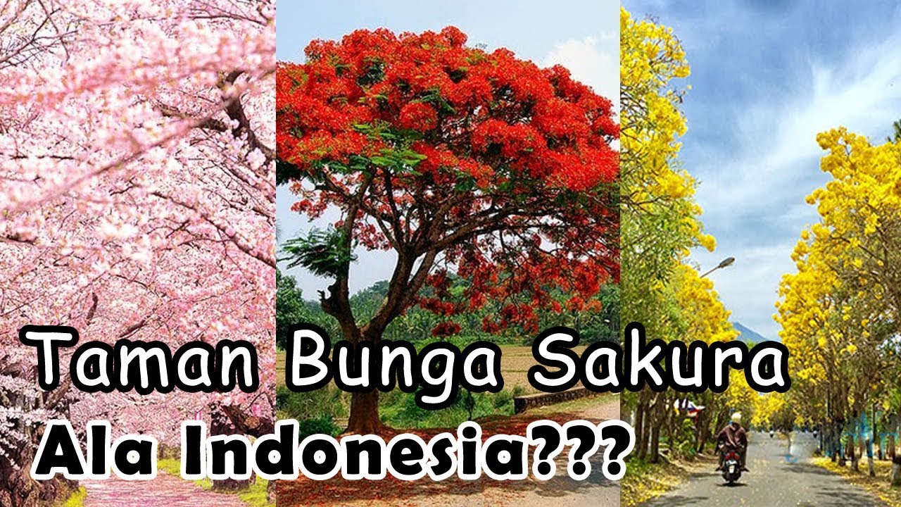 Detail Gambar Bunga Sakura Di Indonesia Nomer 19