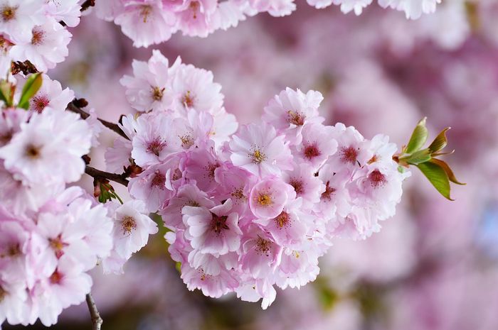 Detail Gambar Bunga Sakura Di Indonesia Nomer 21