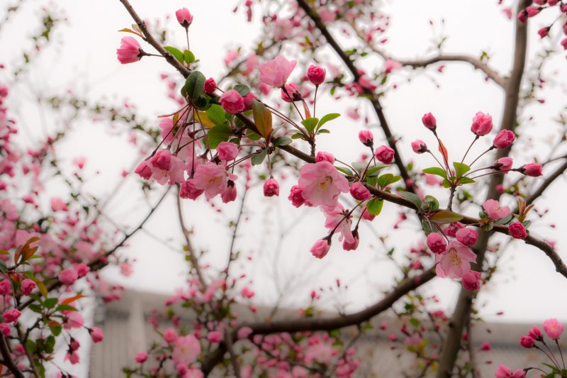 Detail Gambar Bunga Sakura Di Indonesia Nomer 35