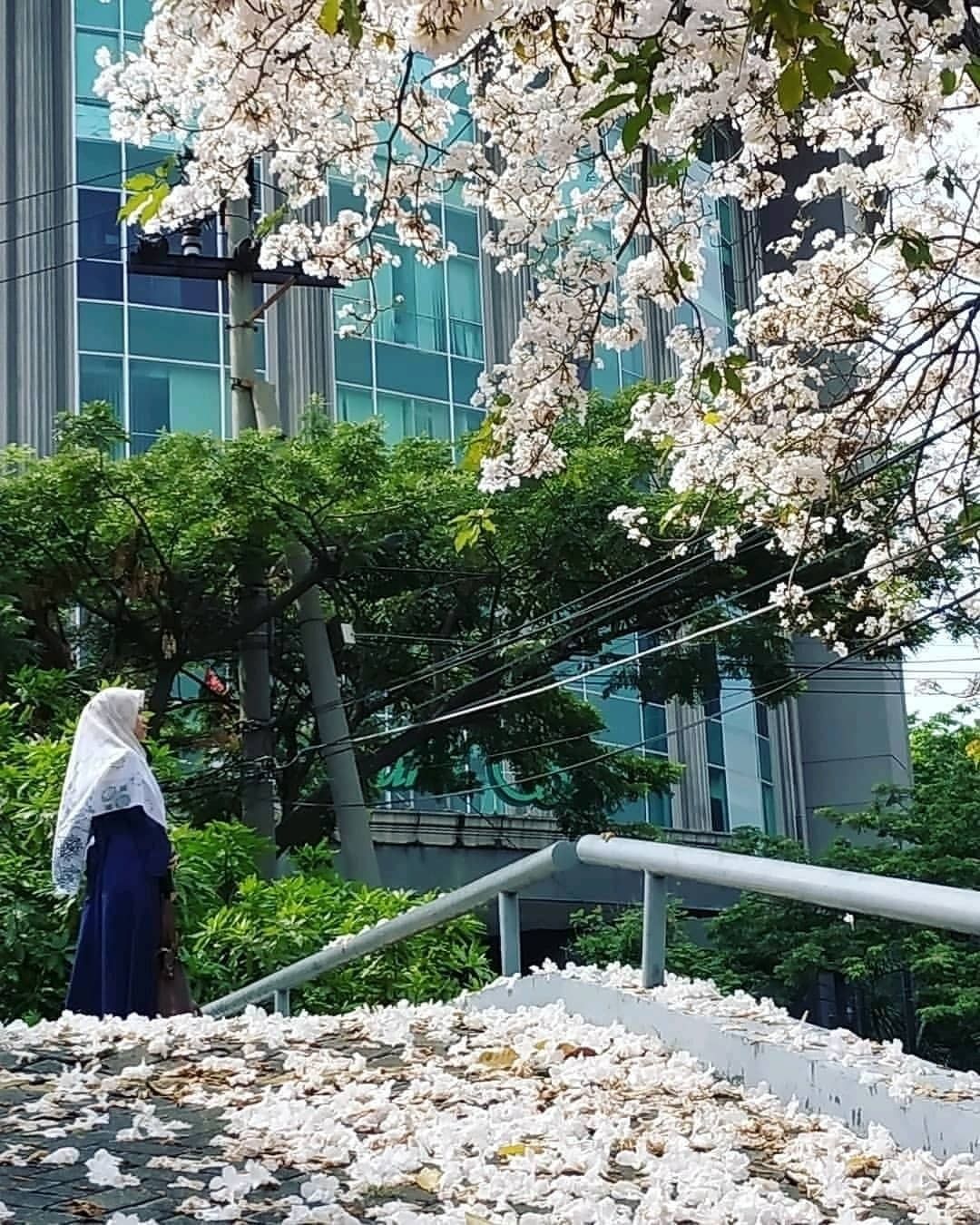Detail Gambar Bunga Sakura Di Indonesia Nomer 37
