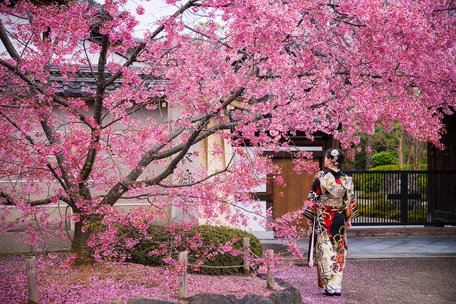 Detail Gambar Bunga Sakura Di Indonesia Nomer 47