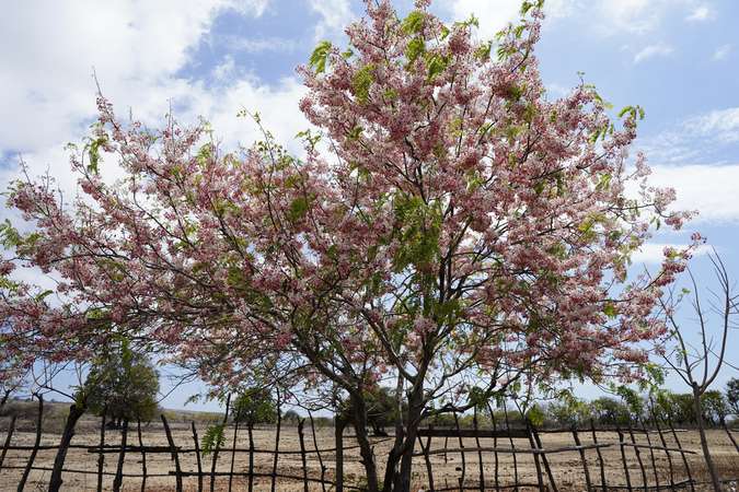 Detail Gambar Bunga Sakura Di Indonesia Nomer 48