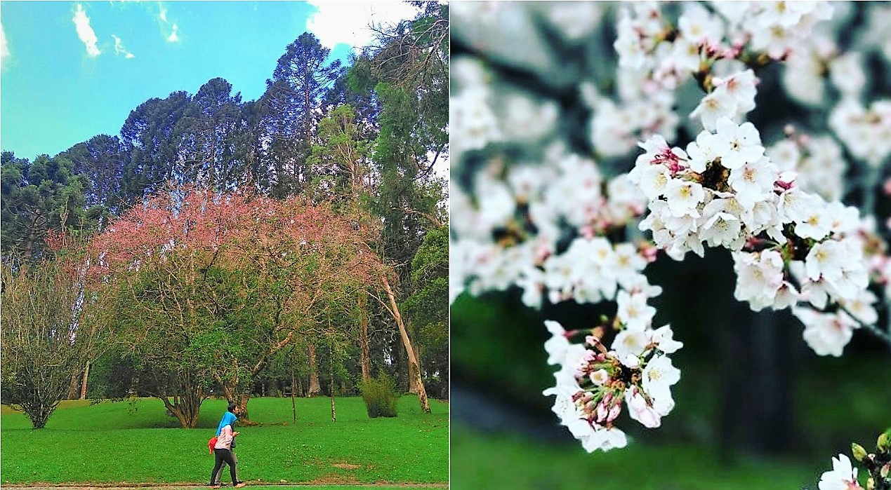 Detail Gambar Bunga Sakura Di Indonesia Nomer 9