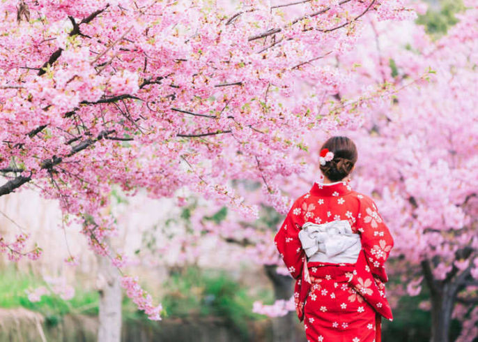 Detail Gambar Bunga Sakura Di Jepun Nomer 19