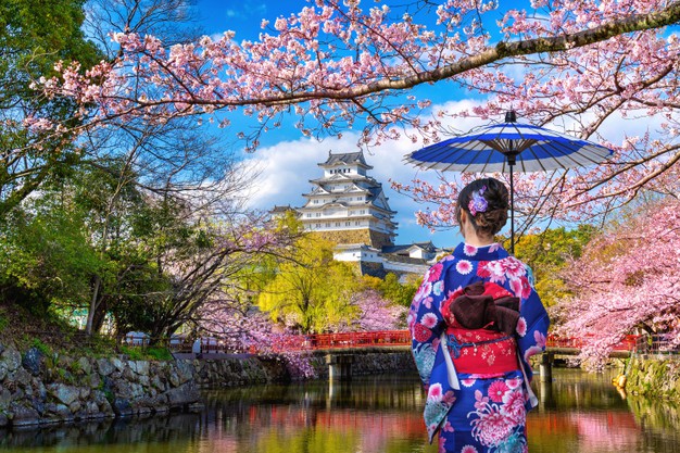 Detail Gambar Bunga Sakura Di Jepun Nomer 26