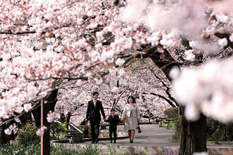 Detail Gambar Bunga Sakura Di Jepun Nomer 28