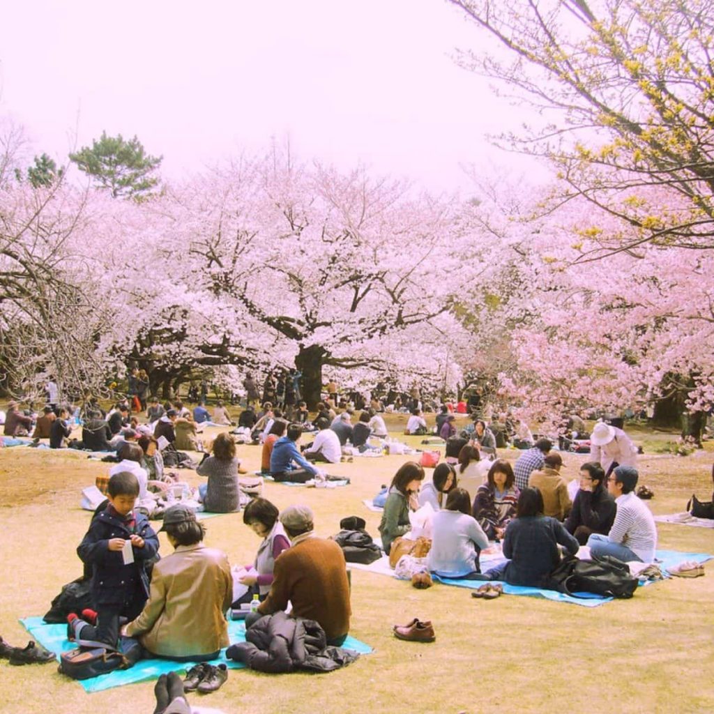 Detail Gambar Bunga Sakura Di Jepun Nomer 36