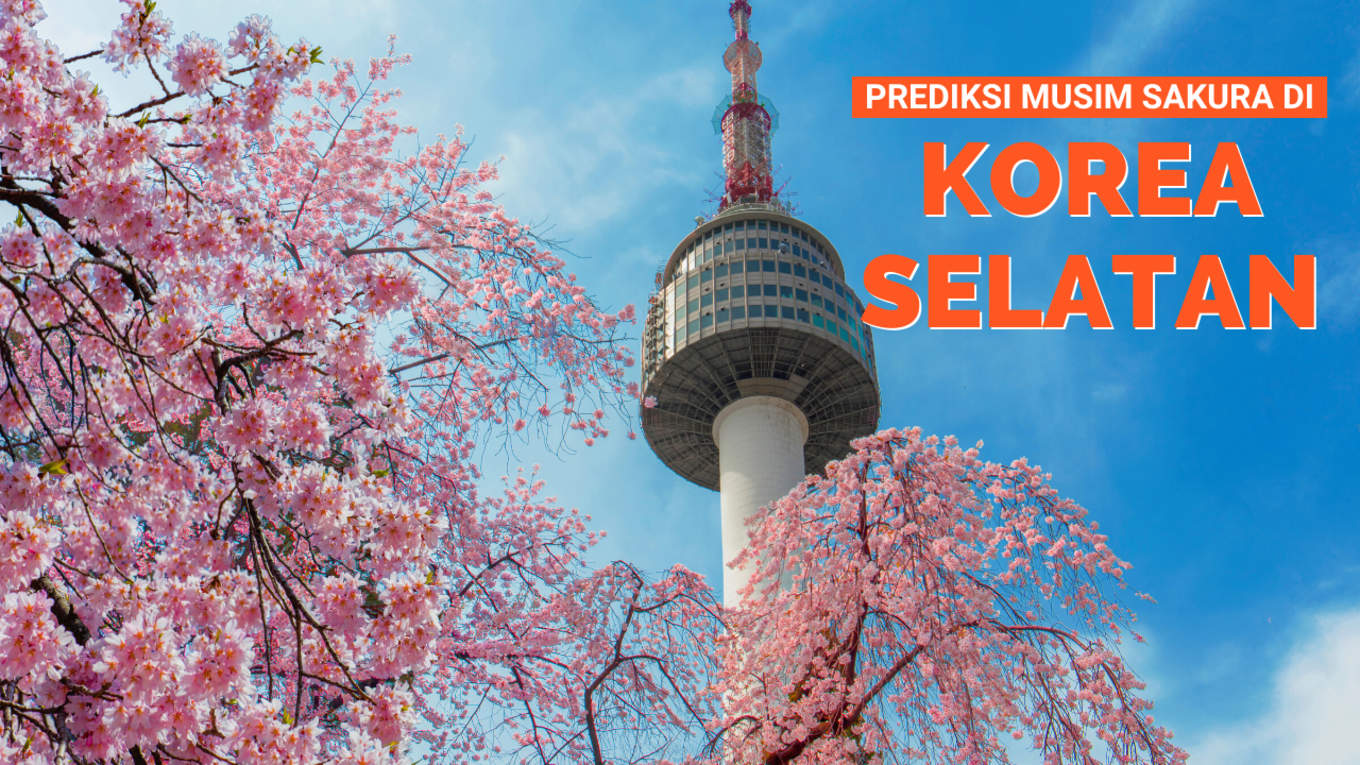 Detail Gambar Bunga Sakura Di Korea Nomer 15