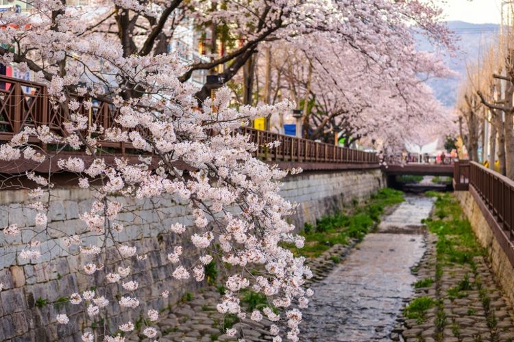 Detail Gambar Bunga Sakura Di Korea Nomer 3