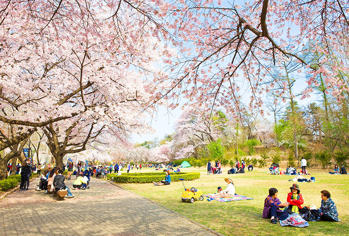 Detail Gambar Bunga Sakura Di Korea Nomer 28
