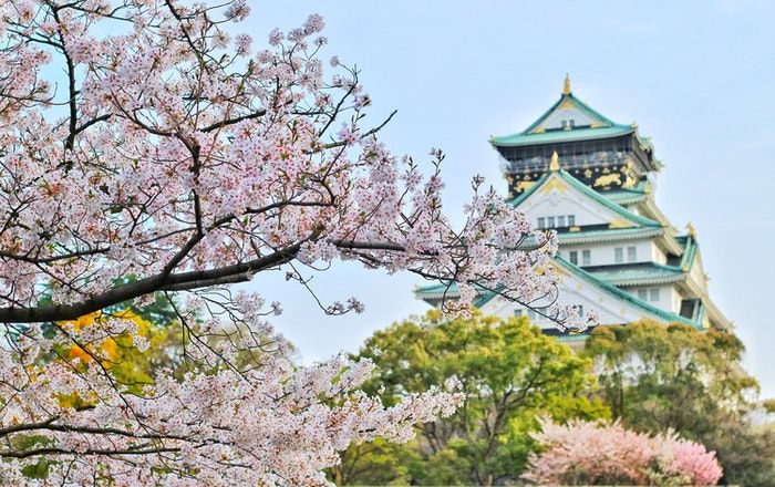 Detail Gambar Bunga Sakura Di Korea Nomer 52