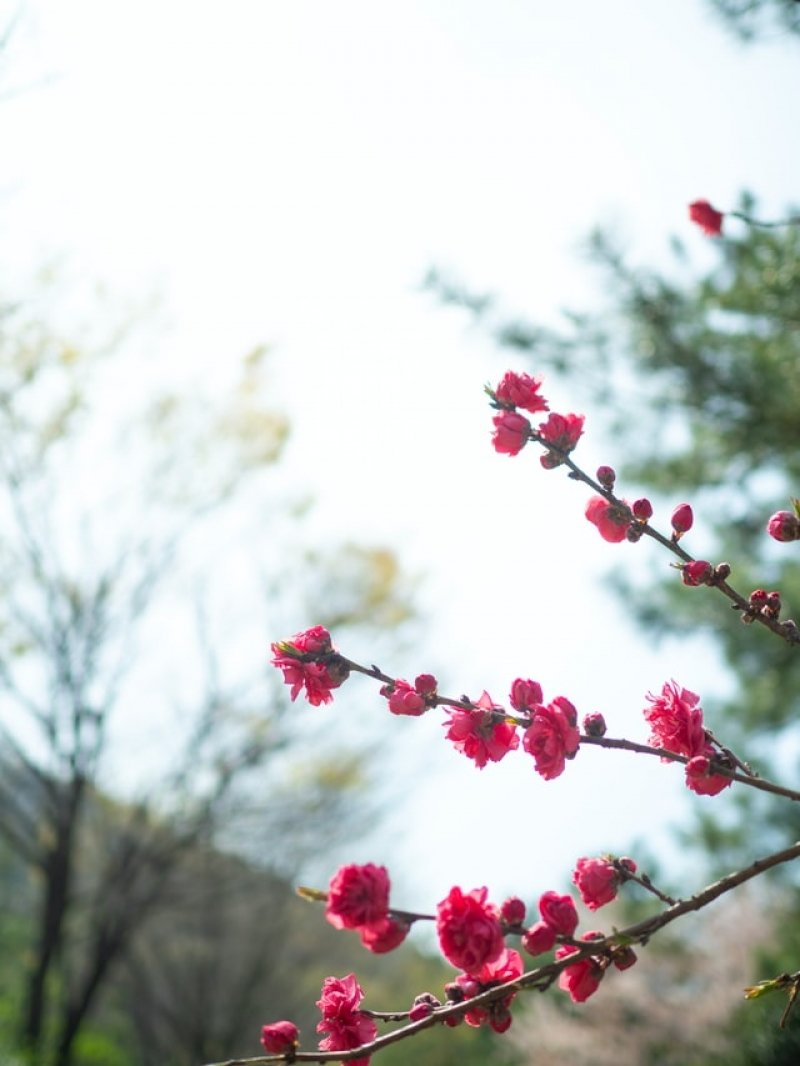Detail Gambar Bunga Sakura Di Korea Nomer 54