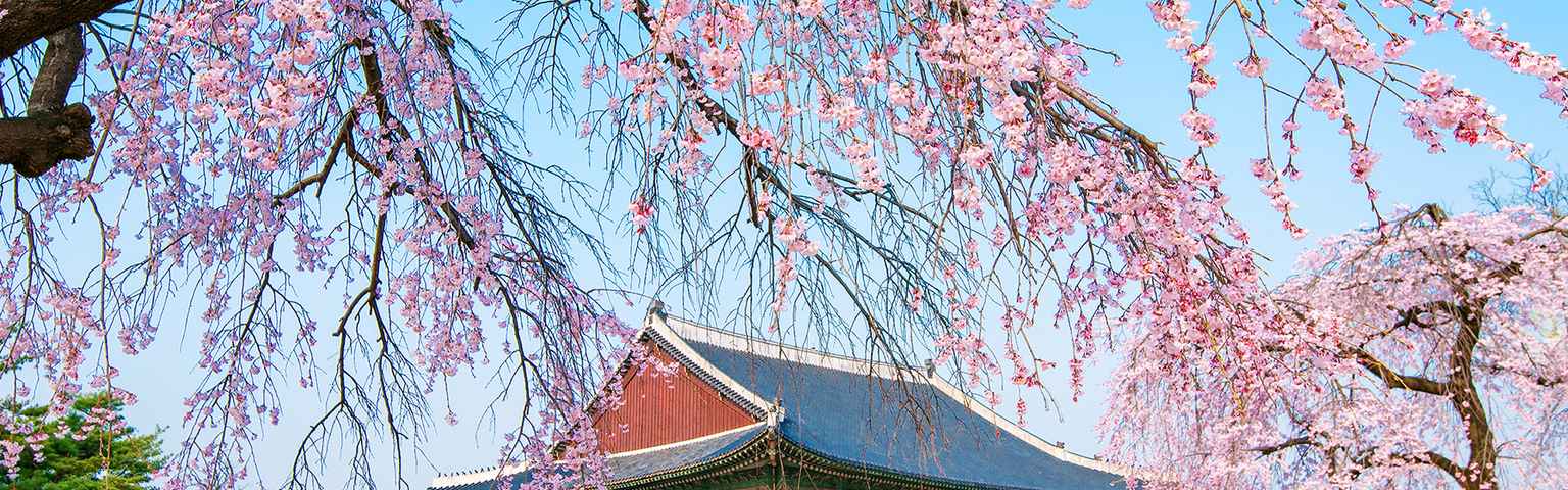 Detail Gambar Bunga Sakura Di Korea Selatan Nomer 43