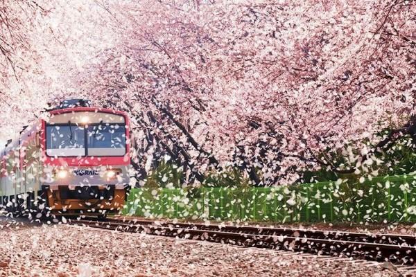 Detail Gambar Bunga Sakura Di Korea Selatan Nomer 56