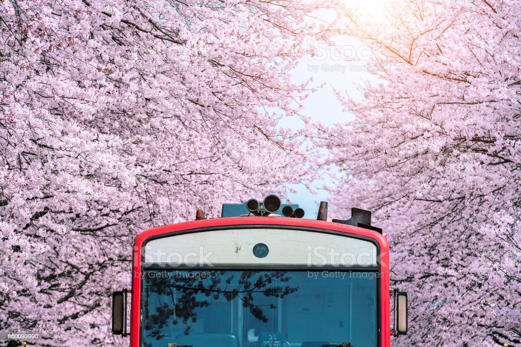 Detail Gambar Bunga Sakura Di Korea Selatan Nomer 9