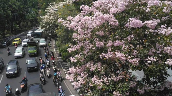 Detail Gambar Bunga Sakura Di Surabaya Nomer 20