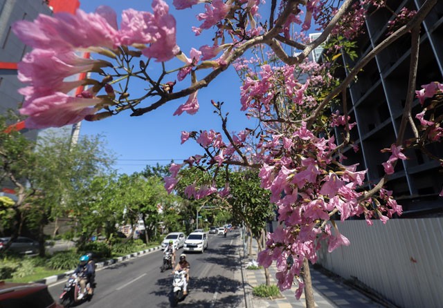 Detail Gambar Bunga Sakura Di Surabaya Nomer 3