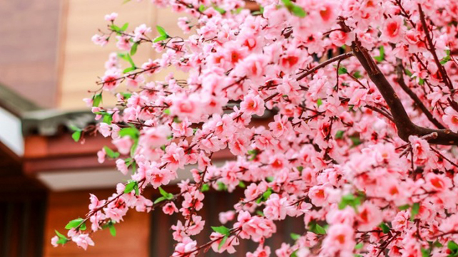 Detail Gambar Bunga Sakura Di Surabaya Nomer 26